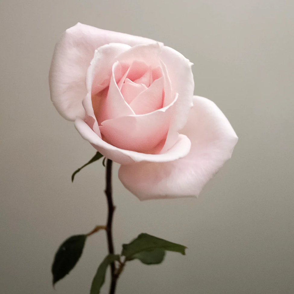 Close-up of a pink rose with a blurred gray background
