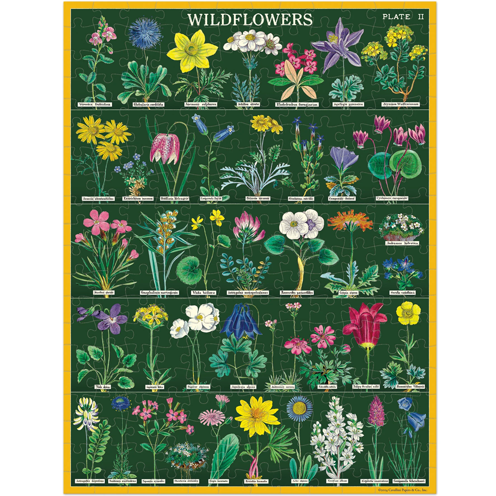 Poster of wildflowers with labels on a green background