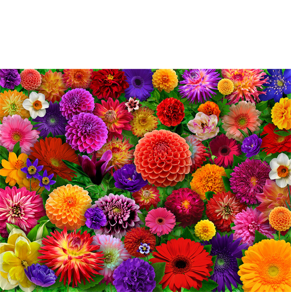 Multicolored flowers arranged in a pattern on a white background