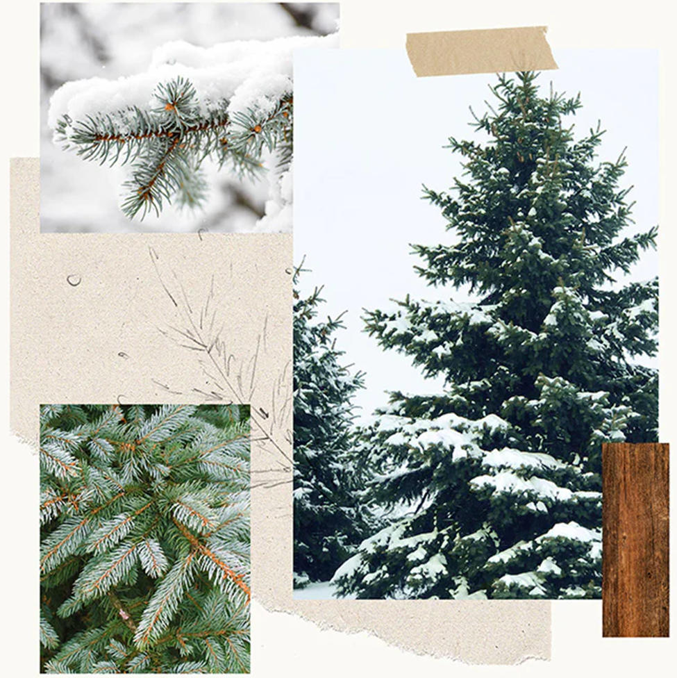 Collage of snowy pine trees and a textured paper background