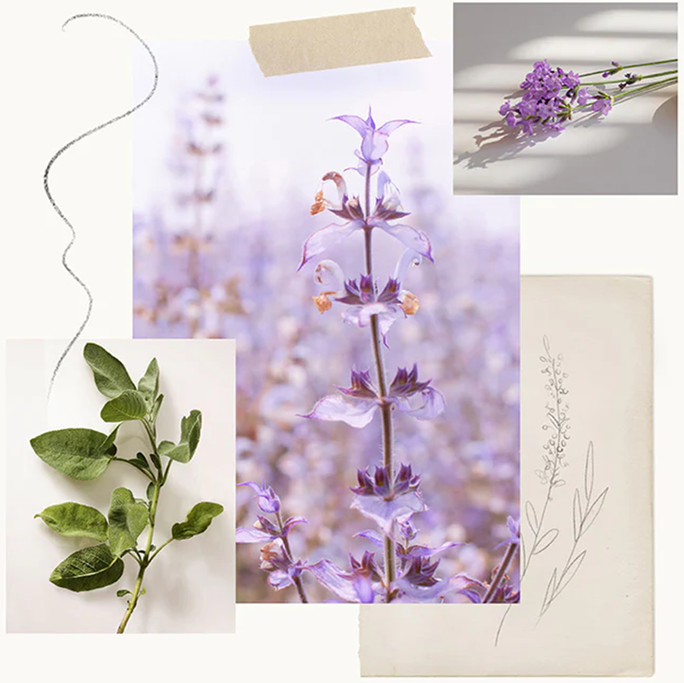 Collage of lavender flowers and leaves with a textured background