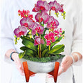 Person holding a potted orchid plant with pink flowers on a white background